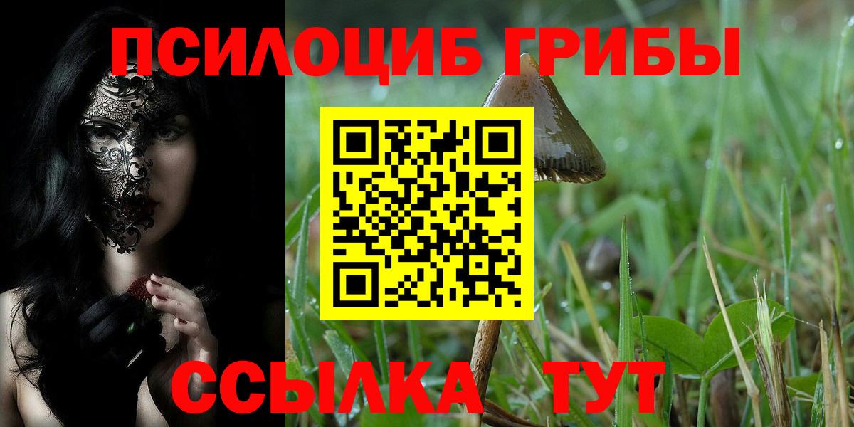 Галлюциногенные грибы Psilocybe  где купить наркотик  Сокол  Вход с VPN 